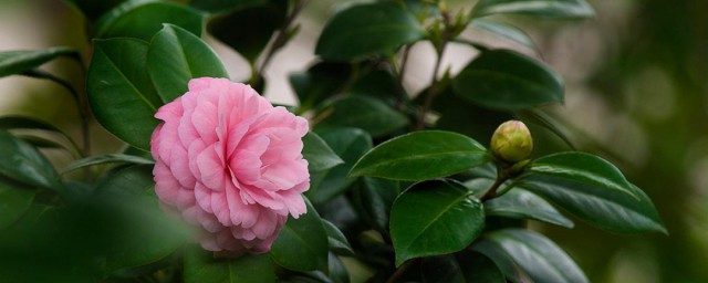 养殖茶花技巧 怎样养殖茶花