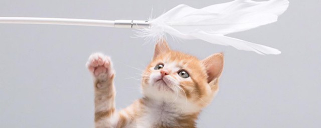 逗猫棒如何用 怎么用逗猫棒正确地逗猫咪