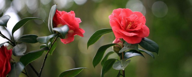 山茶花的养殖要领和注意事项 山茶花怎么养