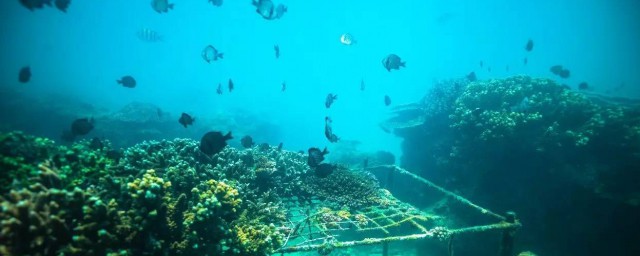 保护海洋的方式 怎么保护海洋