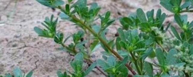 山野菜怎样冷冻 山野菜冷冻的技巧