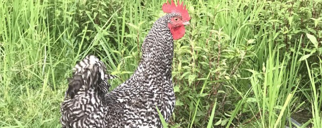 芦丁鸡如何吃 芦丁鸡做法分享