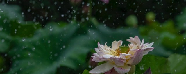 黄梅时节家家雨的下一句 黄梅时节家家雨的原文及翻译