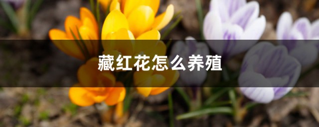 藏红花花盆种植要领与方法 藏红花如何养殖