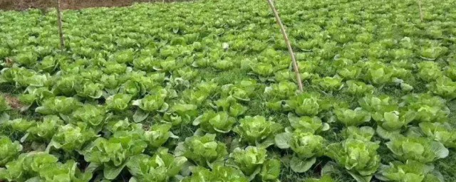 怎样自己种白菜 怎样种植白菜