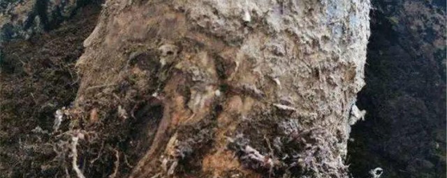 树根怎样保留不开裂 树根怎样处理不裂纹