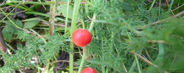 天冬种植方式 种植天冬的步骤