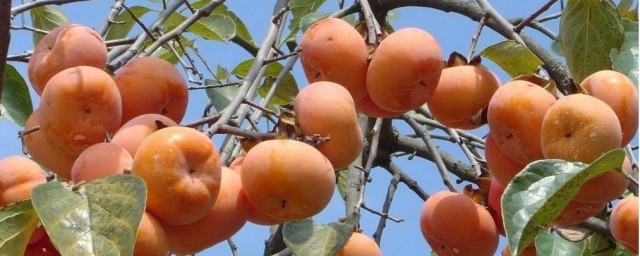 柿子苗栽培技巧 柿子树苗怎样培育种植