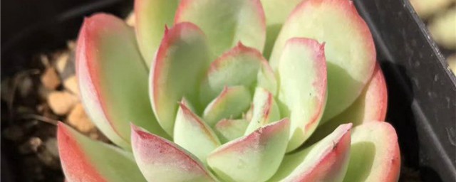 多肉橘子冰的养殖办法 橘子冰多肉的种植方式