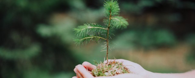 春天植树节唯美句子 植树节的优美句子精选