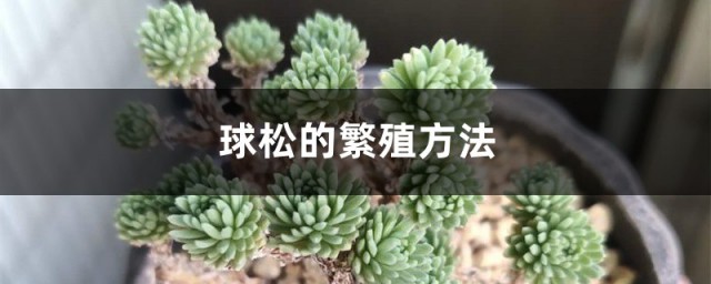 球松多肉扦插繁殖要领 球松如何繁殖