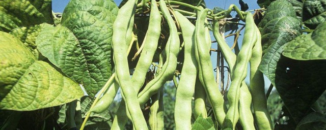 大豆角种植时间和方法 大豆角种植时间与种植办法介绍