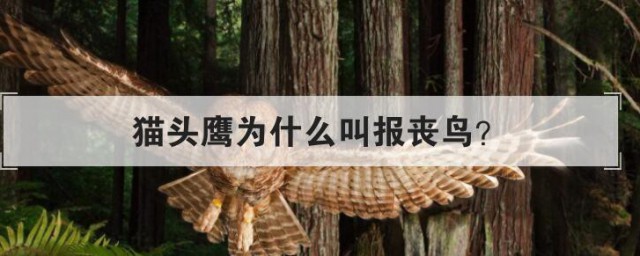 猫头鹰为什么叫报丧鸟 猫头鹰叫报丧鸟的原因