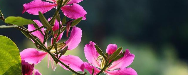 紫荆花养护方式 紫荆花养护方法介绍
