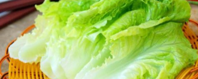 生菜种植技术和技巧 生菜怎样种植