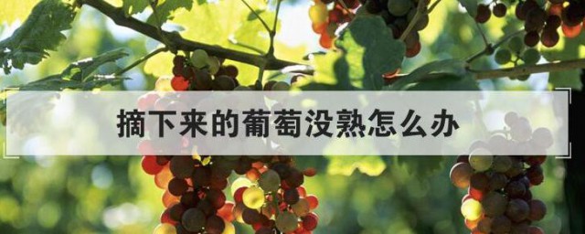 摘下来的葡萄没熟怎样办 摘下来的葡萄没熟怎样解决