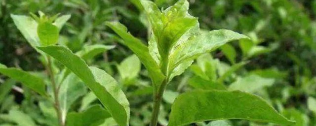 枸杞菜怎样种植 枸杞菜的种植技巧
