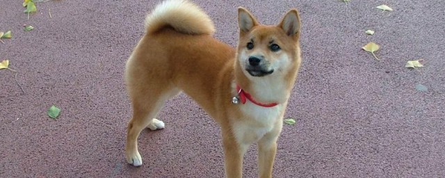 如何训练柴犬才会不咬人 训练柴犬不咬人的方式