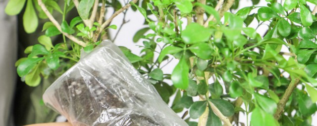 米兰植物的养殖技巧 米兰花的养殖技巧说明