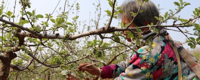 苹果树去大枝的方式 苹果树去大枝的方法是什么