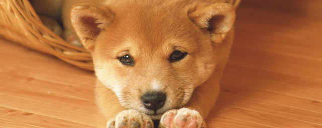 狼青犬训练技巧技巧 狼青犬训练的技巧
