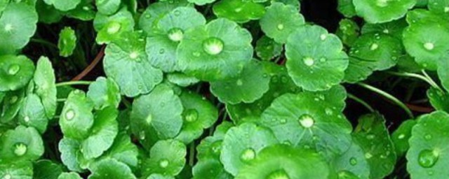 种什么花最旺财 种什么花招财最好
