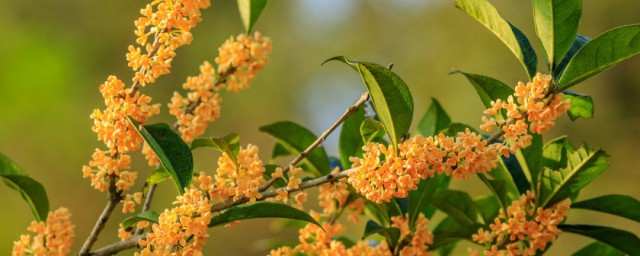 阳台养桂花方法 阳台养好桂花的诀窍