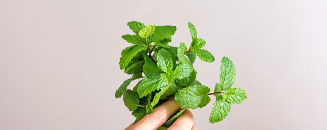薄荷糖梨水怎样做 怎样做薄荷糖梨水