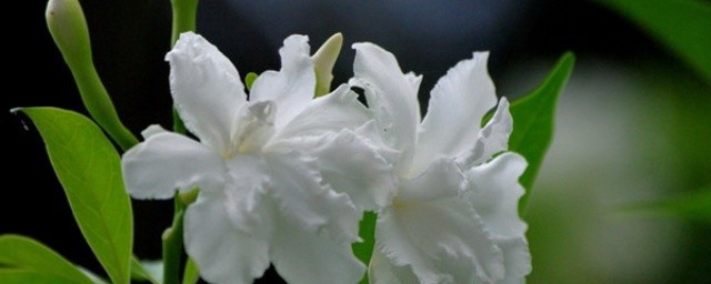 狗牙花栽种技巧 狗牙花的养殖技巧