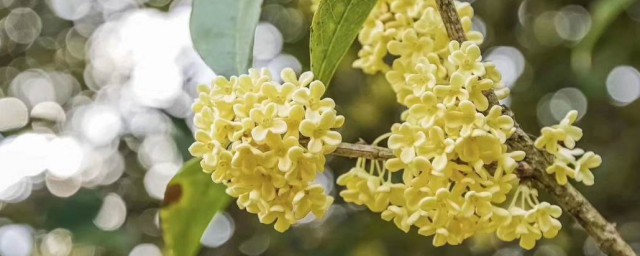 形容桂花香扑鼻的诗句 有什么形容桂花香的句子