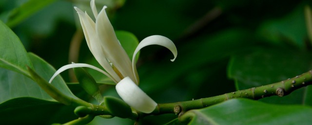 白兰花怎样种植 白兰花种植技巧简单简介