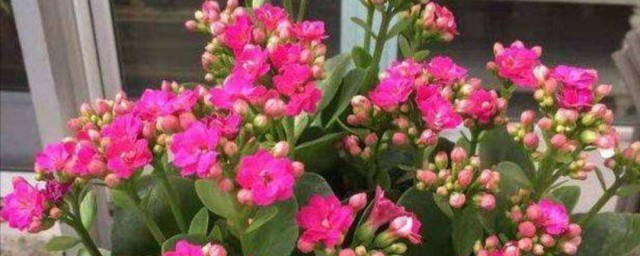 长寿花不长花苞怎么回事 长寿花不长花苞怎么办