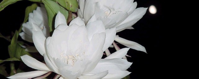 昙花怎么煮 昙花的食用要领