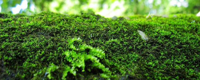 青苔养花有什么好处 苔藓给盆栽花卉带来的好处