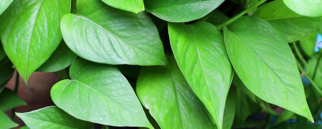 绿色植物叶子发黄是什么原因 为什么绿色植物叶子发黄
