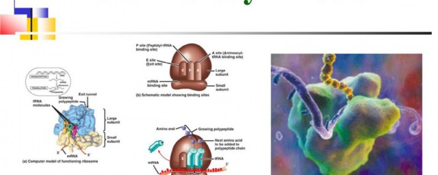 蛋白质在哪里合成 蛋白质合成位置
