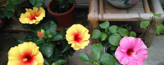 扶桑花如何养开花多 如何让扶桑多开花