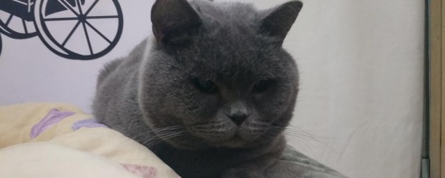猪肉如何做猫饭 猪肉猫饭的做法