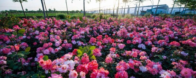 不同颜色月季花的花语介绍 不同颜色月季花的花语是什么