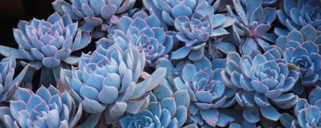养植物有什么技巧 养植物技巧简介