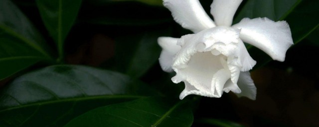 狗牙花的施肥方法 怎么给狗牙花施肥