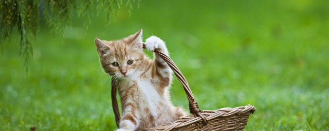 猫咪总是挠耳朵是怎样回事 猫咪总是挠耳朵的原因简介
