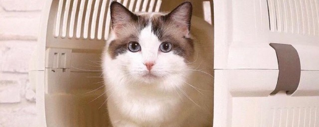 猫咪如果要空运需要什么程序 猫咪空运需要什么程序