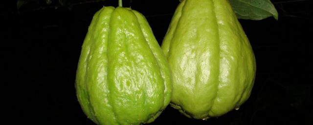 佛手瓜是水果还是蔬菜 佛手瓜怎样做好吃