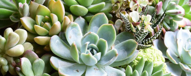 多肉叶插技巧 多肉植物叶插技巧
