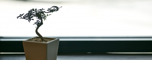 树苗壮枝技巧 盆栽树苗壮枝技巧