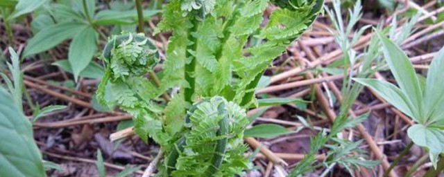 黄瓜香野菜的功效与作用 黄瓜香野菜好处简介