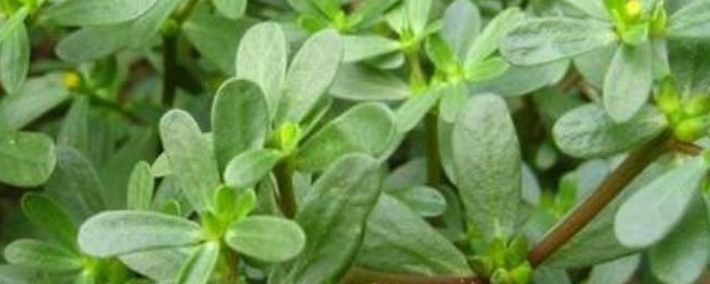 马齿菜怎样保存到冬天 储存马齿菜技巧
