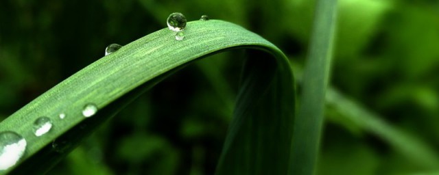 蒜苗的培育技巧 蒜苗怎样种