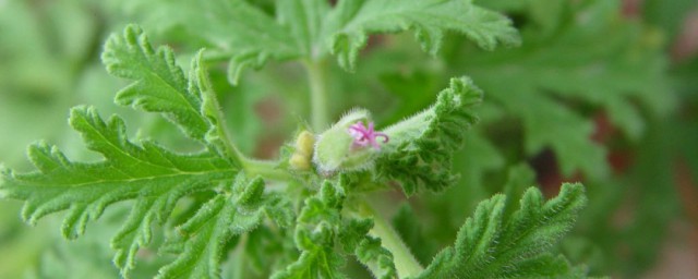 蚊香草的养殖方法 蚊香草怎么养殖